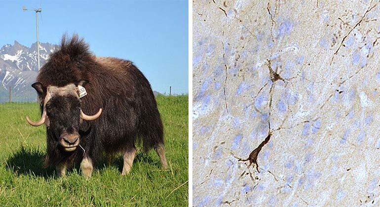 Analysis of brains from headbutting muskoxen has revealed the hallmarks of traumatic brain injury