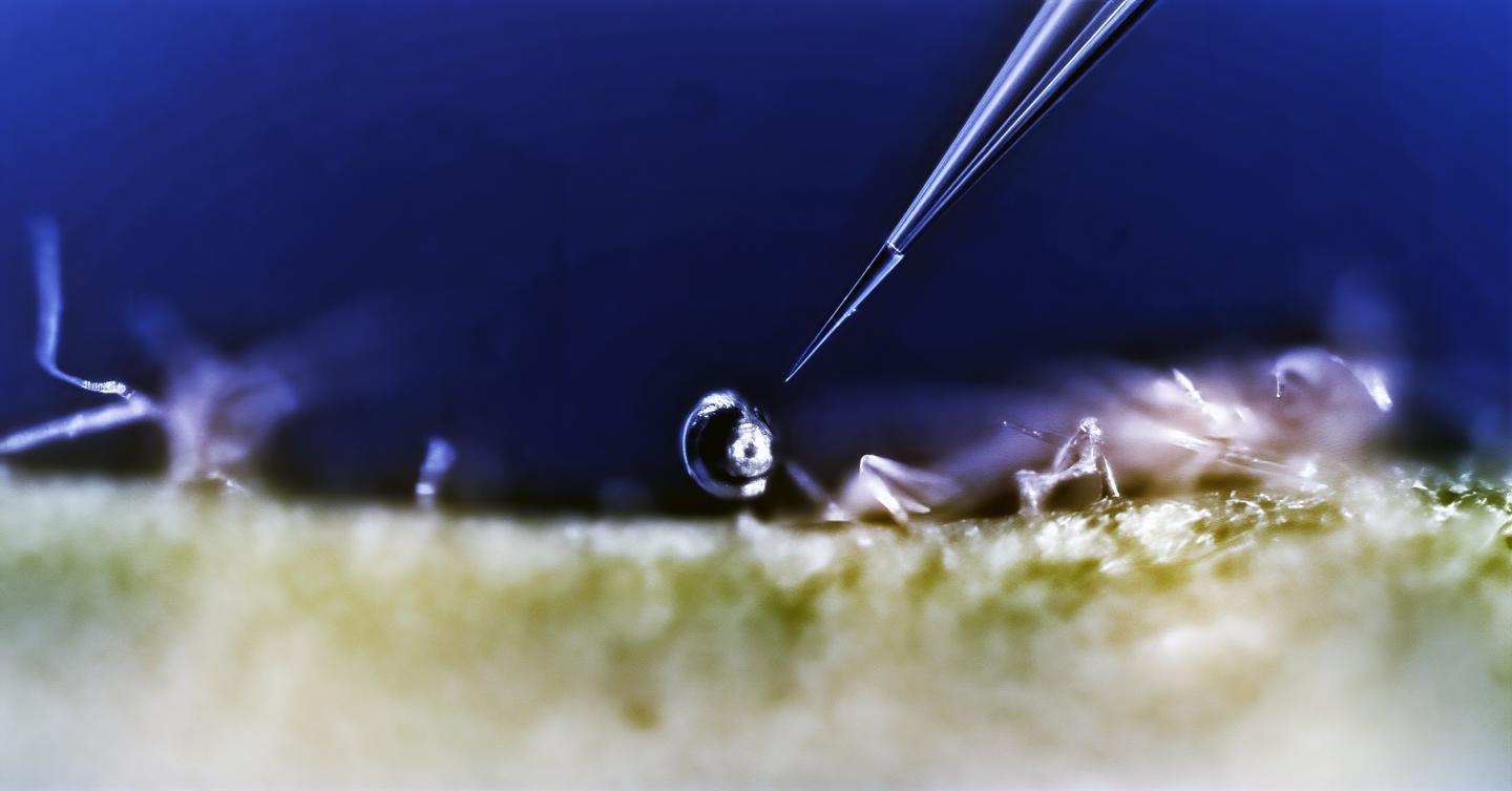 Among other things, the system could be used to harvest chemicals for use in medications or biofuels