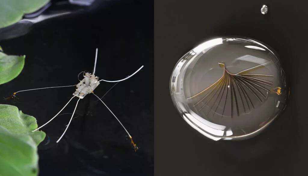 The semi-aquatic robot Rhagobot (left) alongside a close-up of one its bio-inspired fans, which opens upon contact with water