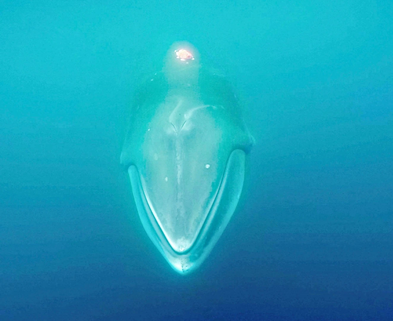 Tagging minke whales will help scientists learn more about how they forage and their favorite feeding spots