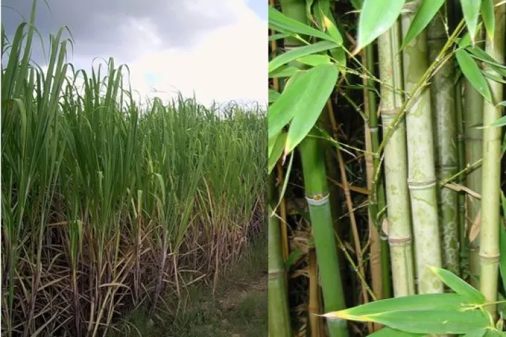 TreeFrog copier paper is made entirely from sugar cane waste and salvaged bamboo (Photos: Friviere, annieo76)
