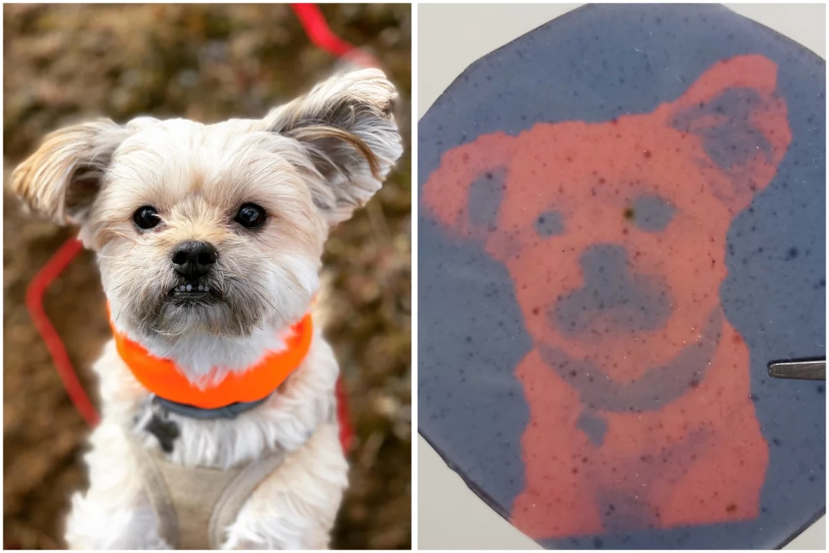 An image of a dog along with how it appears in the new light-activated polymer display