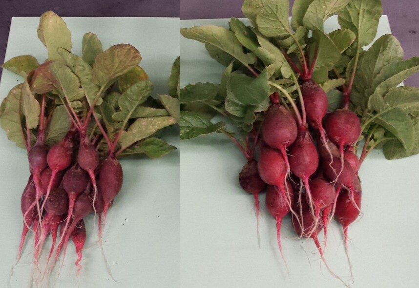 The radishes on the right were fed fertilizer created by the bionic leaf, and are noticeably larger than the control group on the left
