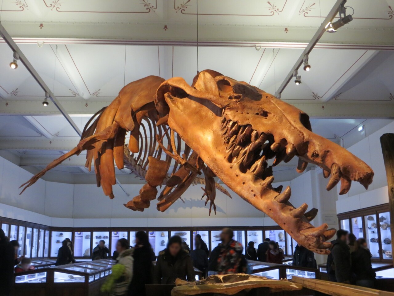 Study suggests that giant prehistoric whale ate other whales