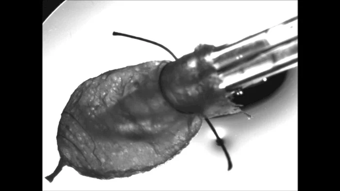 After a few days, there were enough heart cells in the model that it starting beating