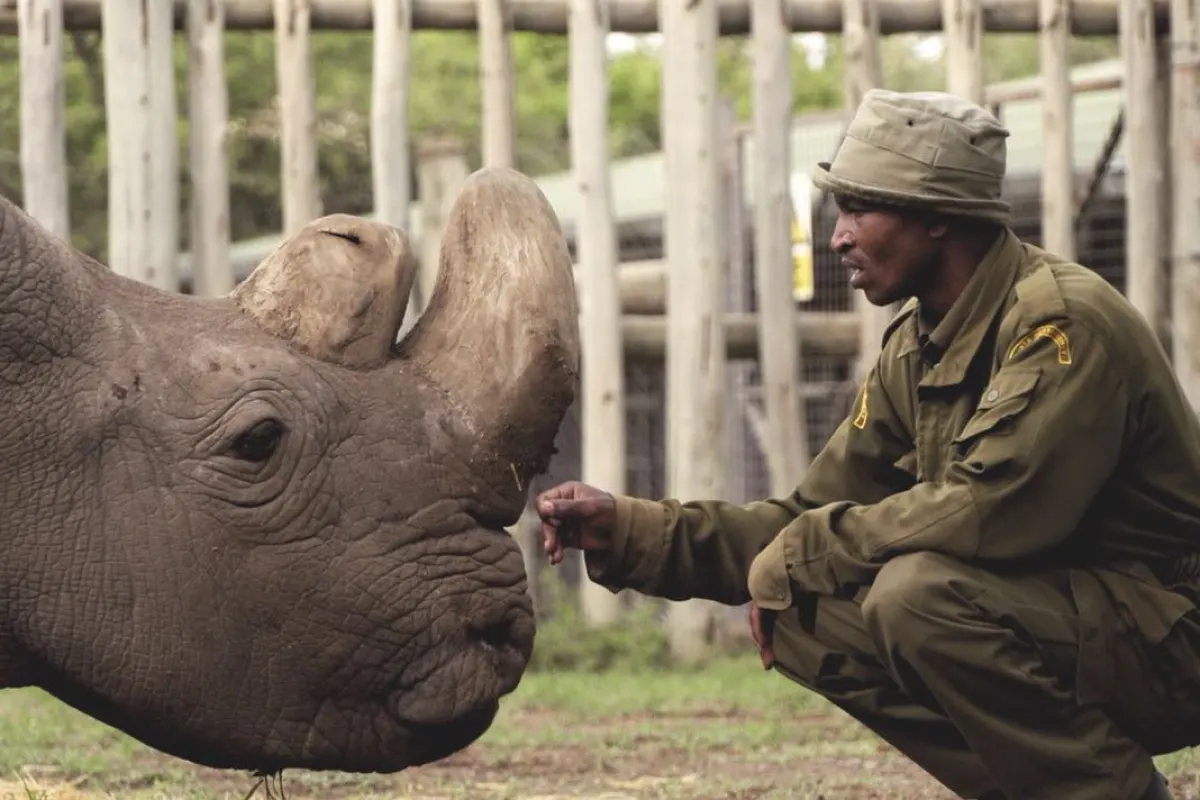 In December last year, Sudan, the last male northern white rhino, developed age-related wounds, infections and degenerative changes to his muscles and bones