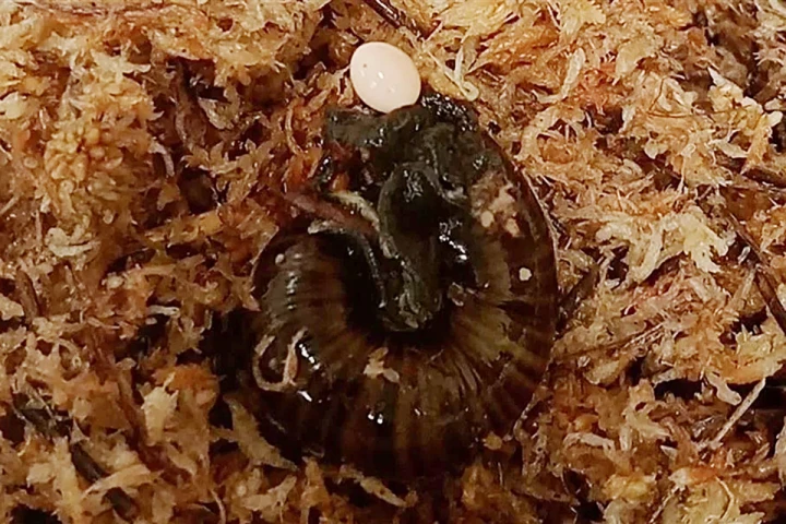 This snail lays five eggs annually from its neck only after it's about eight years old – no wonder we've never seen it happen before