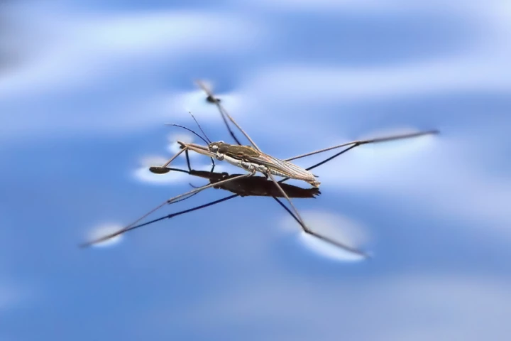 A newly developed microbot inspired by the water strider (pictured) jump across the water surface without sinking (Photo: Shutterstock)