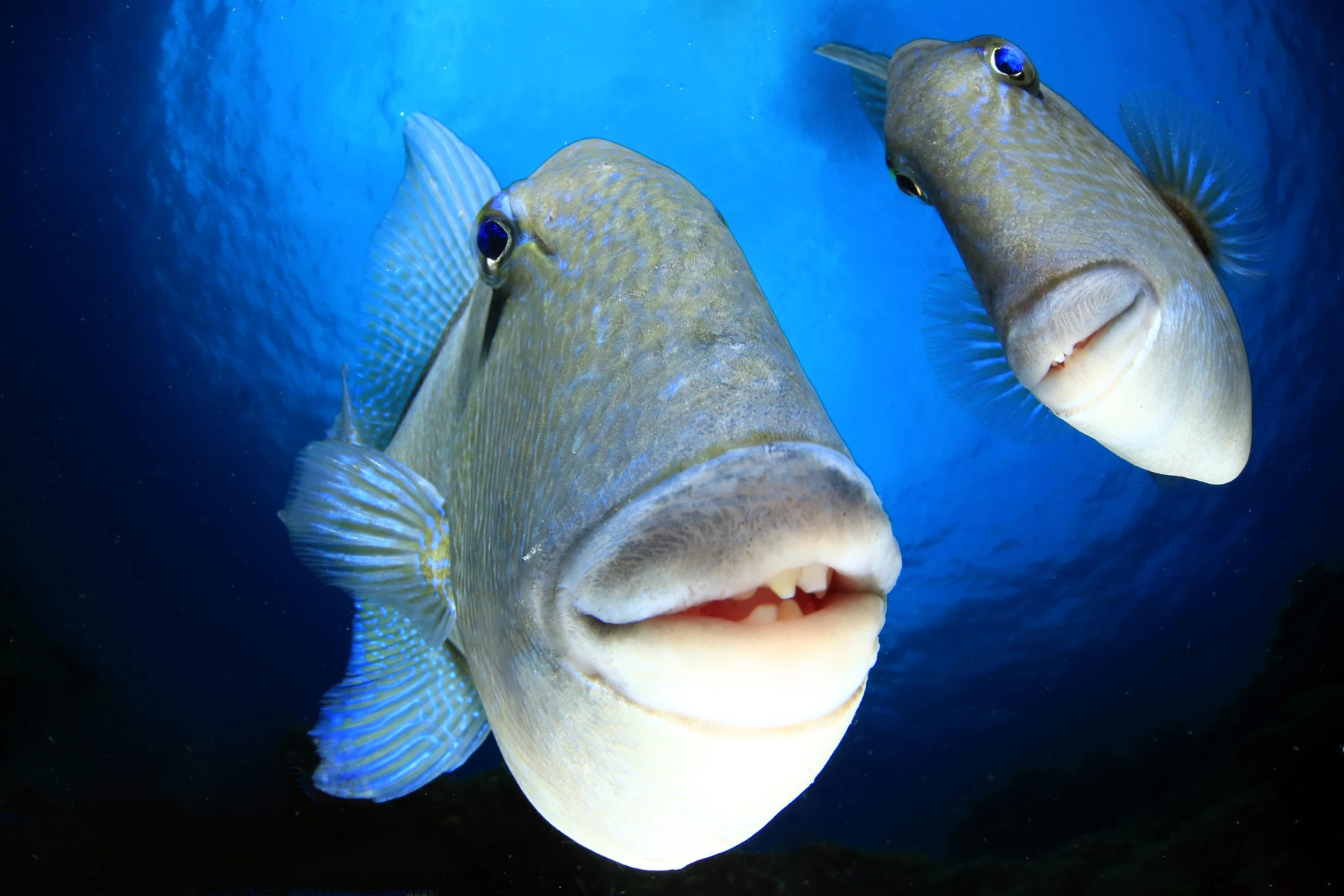 "Say cheeeese". Grey triggerfish, Ballistes capriscus, Faial, Azores