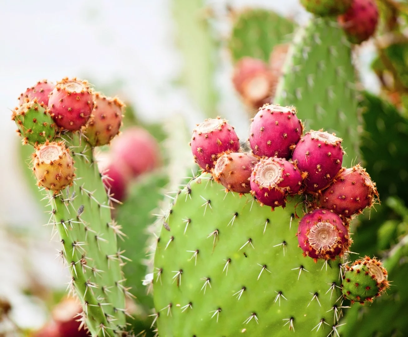 Believed by some to be a hangover cure, prickly pear extract may soon play a more significant role in helping Alzheimer's and Parkinson's patients as well