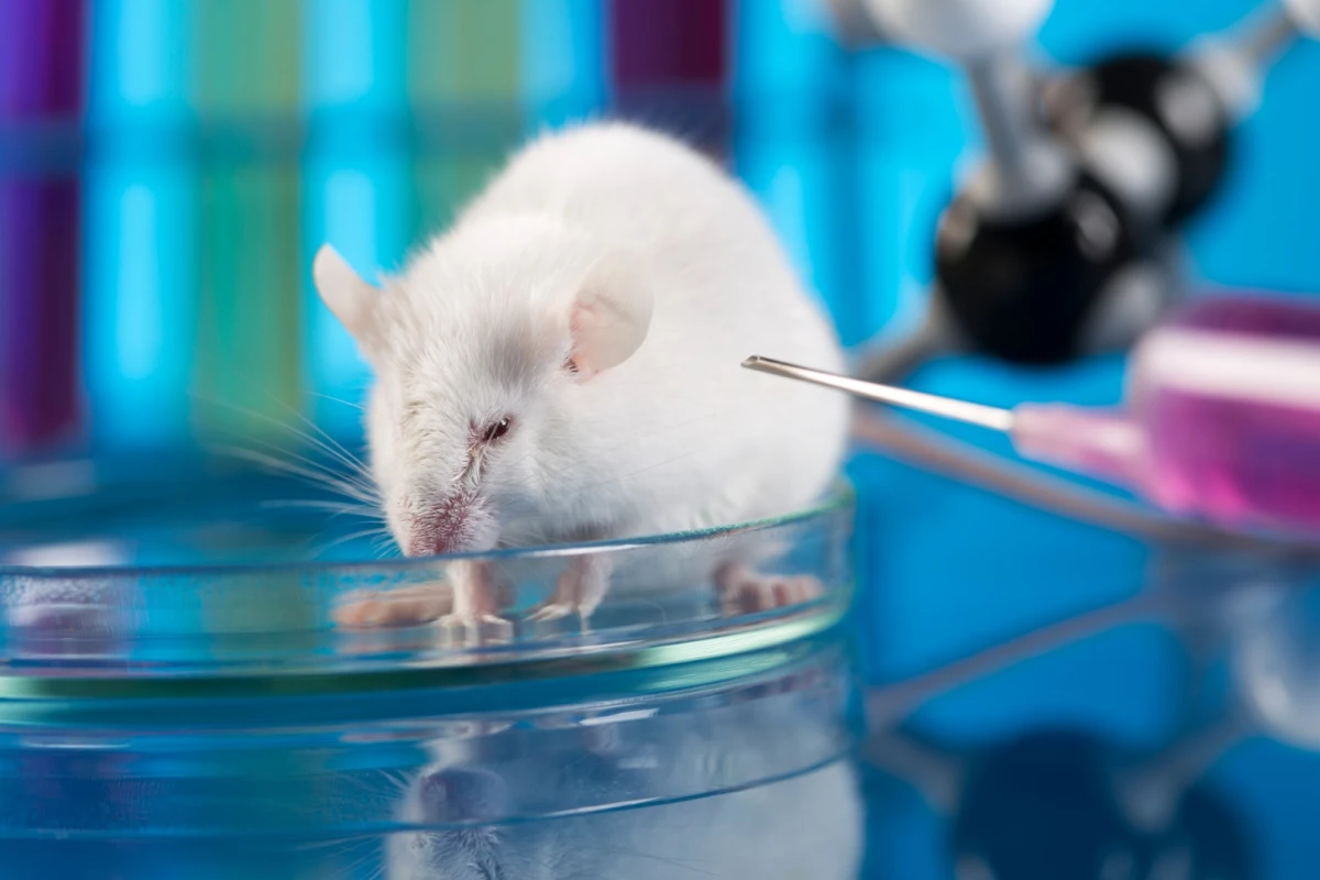 The new technique cures diabetes in mice by bypassing the immune system that attacks beta cells