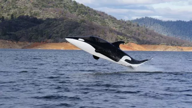 Innespace has introduced its new sea creature-inspired personal watercraft, the orca-like Seabreacher Y