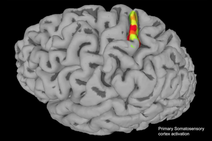 Electrodes were implanted into the somatosensory cortex of the brain (highlighted), inducing sensations of touch in the arm of a paralyzed man