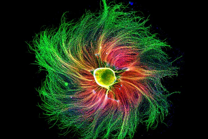 4th Place. Sensory neuron from an embryonic rat. Fluorescence. 10X (Objective Lens Magnification)