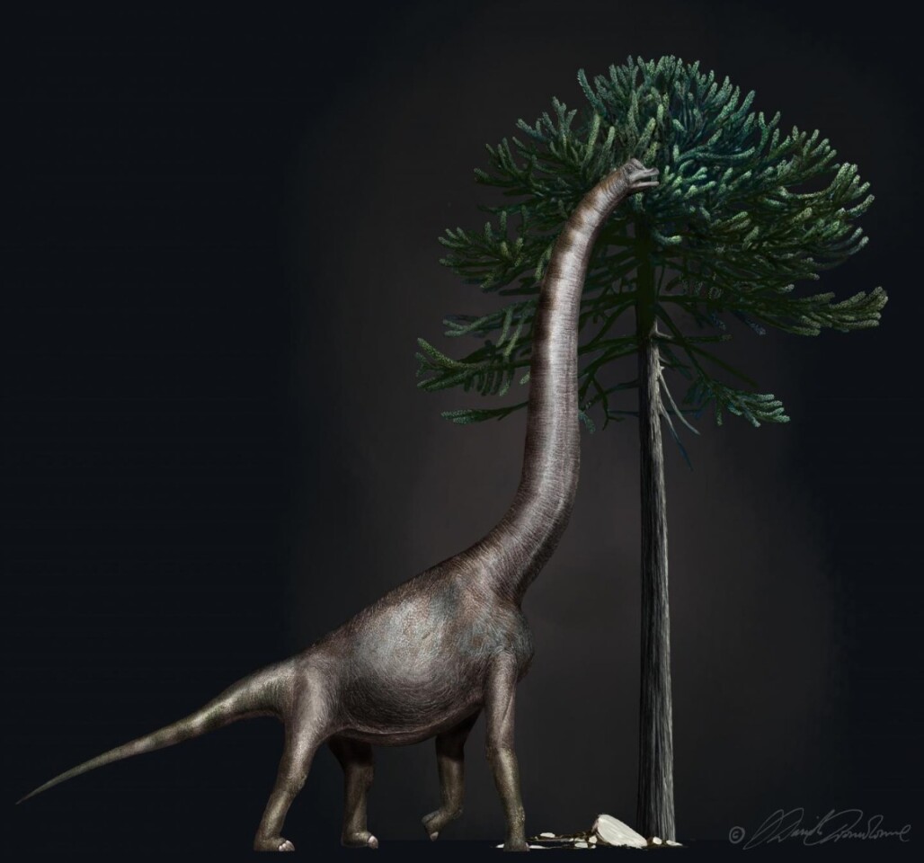 This illustration shows a Brachiosaurus eating from an Araucaria tree