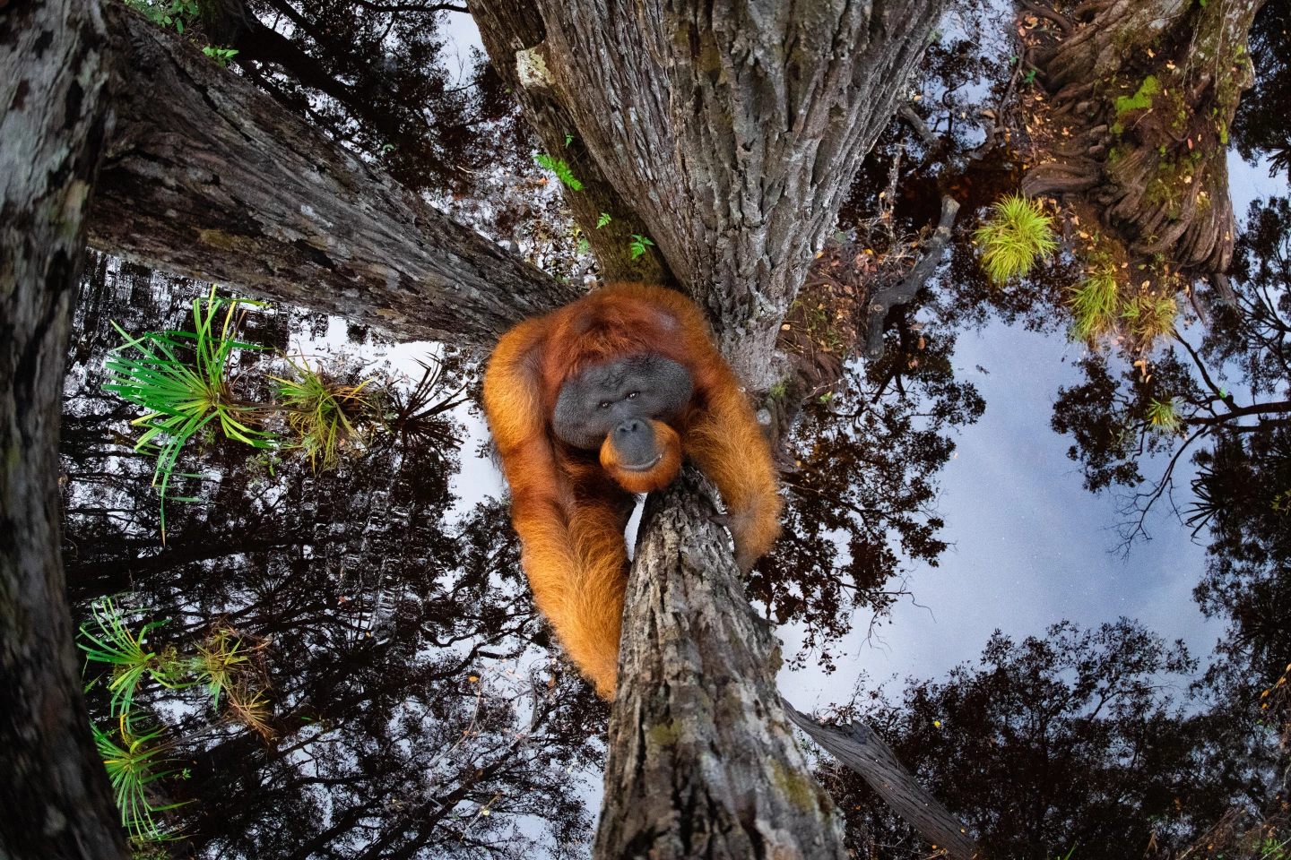 Grand Prize Winner, Gold - Animals in their Habitat. 'The World Is Going Upside Down'. Bornean orangutan (Pongo pygmaeus), Tanjung Puting National Park, Borneo