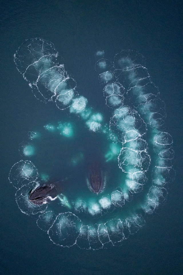 First place, Mammals category. "Bubblenet"