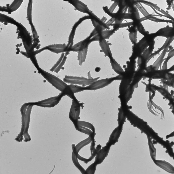 Mariprofundus ferrooxydans PV-1 bacteria (Image: Clara S. Chan)