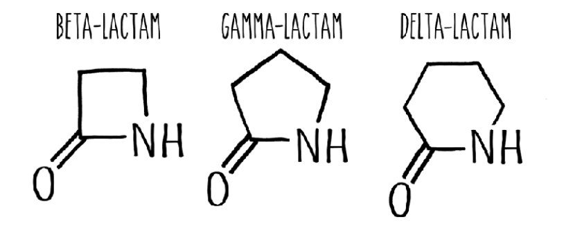 The molecular structure of the different lactams