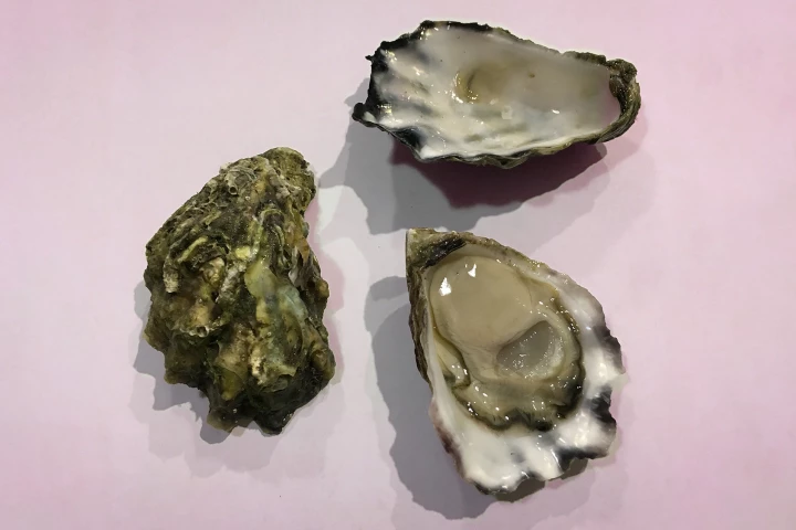 Proteins from Sydney Rock Oyster blood have antibacterial properties