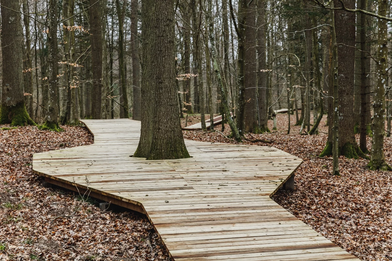 The Camp Adventure Tower is reached by a 900-m (almost 3,000-ft)-long zigzagging pathway through the forest
