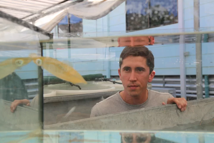 Dr. Blake Spady observes one of the squid, which is doing surprisingly well in acidic water