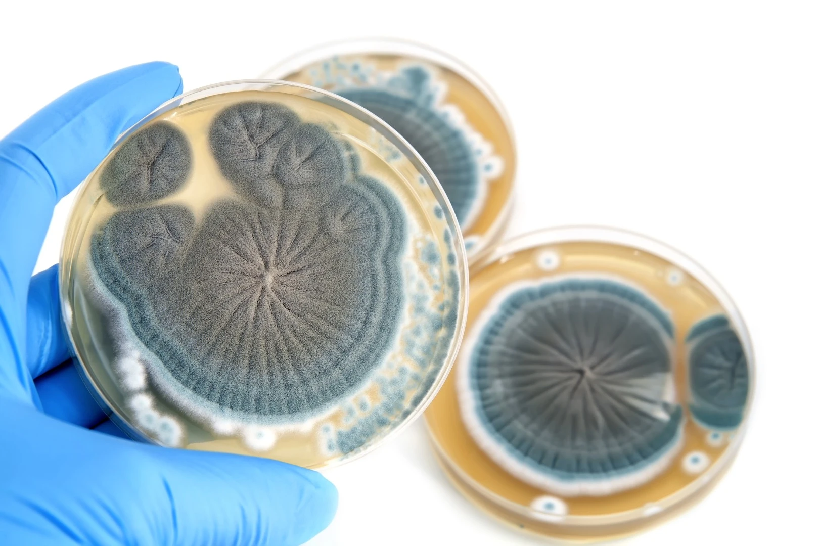 Plain old baker's yeast has been genetically engineered to produce penicillin, which could be the first step towards using the fungus to create new drugs