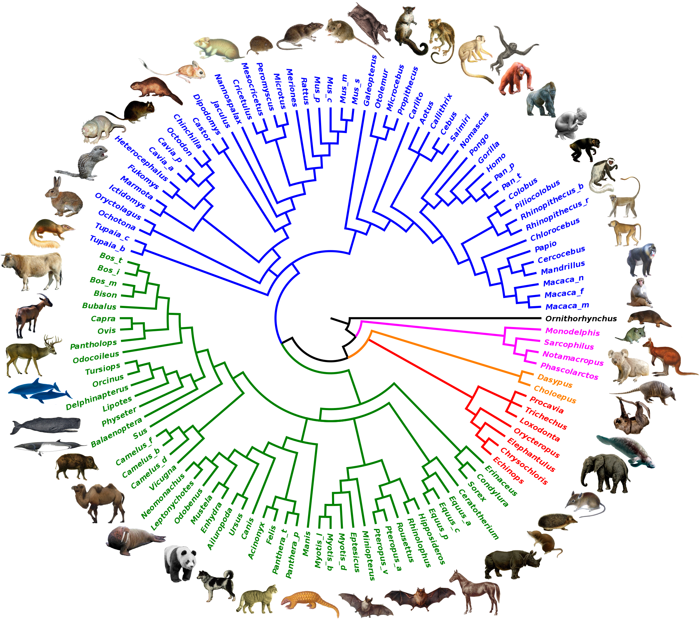 Researchers rebuild the genome of the great-grandparent of all mammals