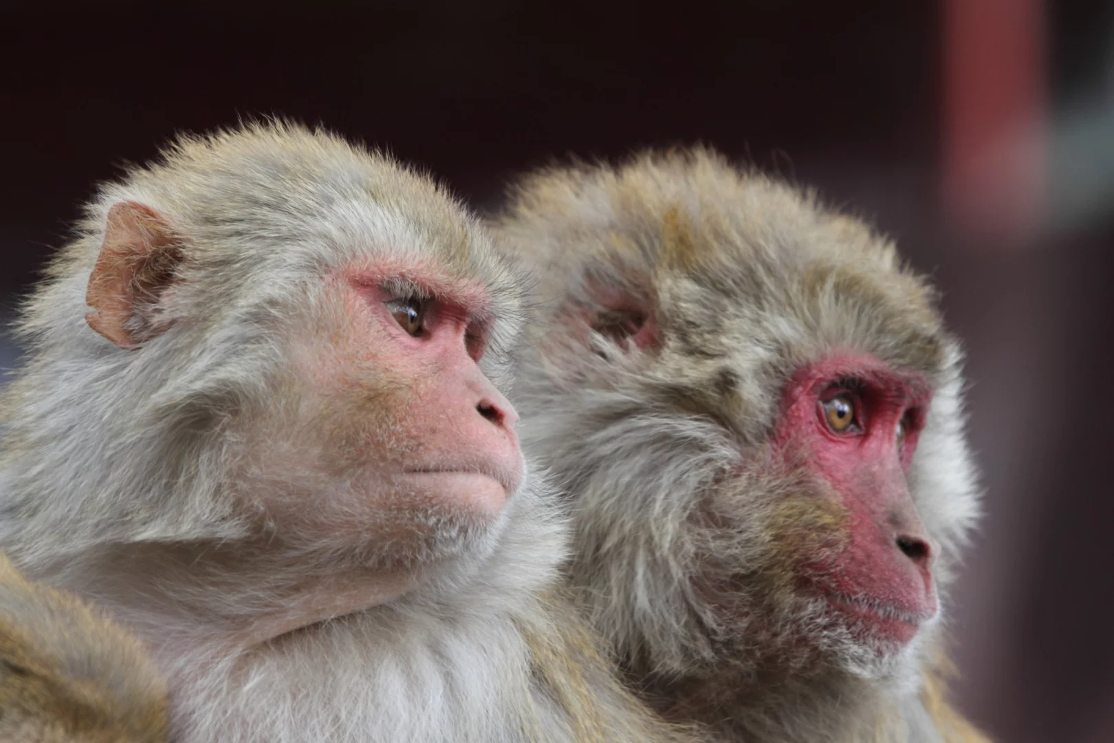 In an new study, low-intensity ultrasound has been used to disrupt a cognitive process known as counterfactual thinking in macaques monkeys