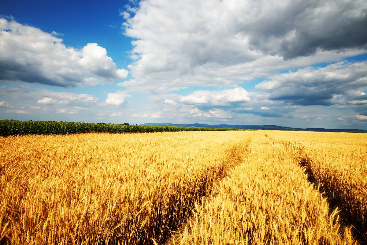 A new study predicts that global crop yields could fall by up to ten percent in the next 36 years (Photo: Shutterstock)