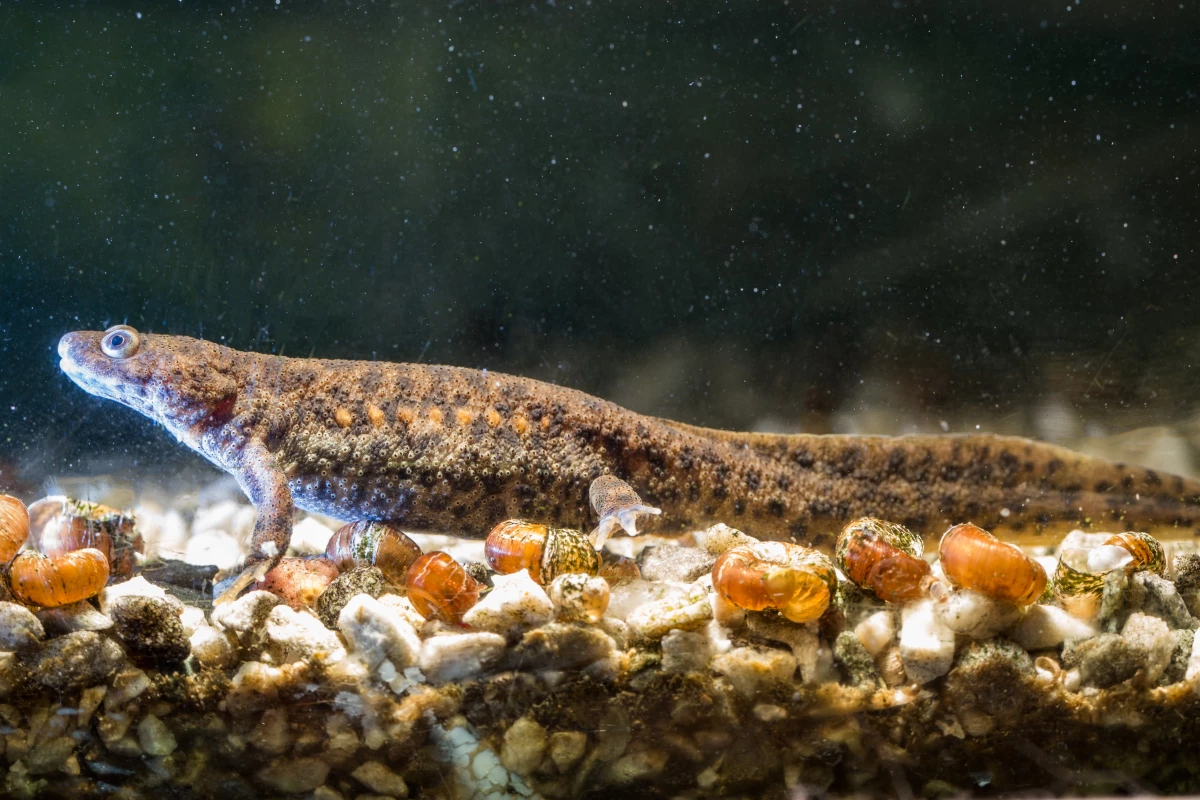 The Iberian ribbed newt might be relatively small, but it has the mighty power to regenerate its limbs and parts of its heart