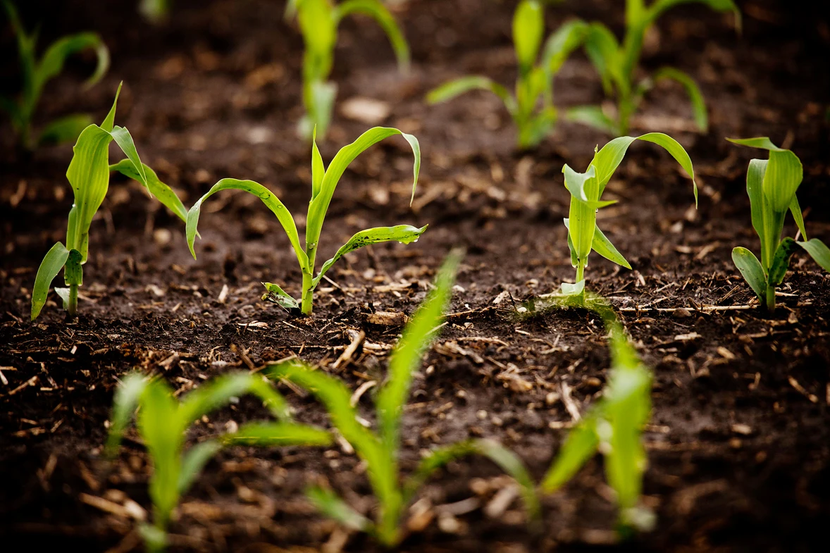 Successfully trialled in a crop of tobacco, the genetically engineered plants require 25 percent less water to grow a normal yield