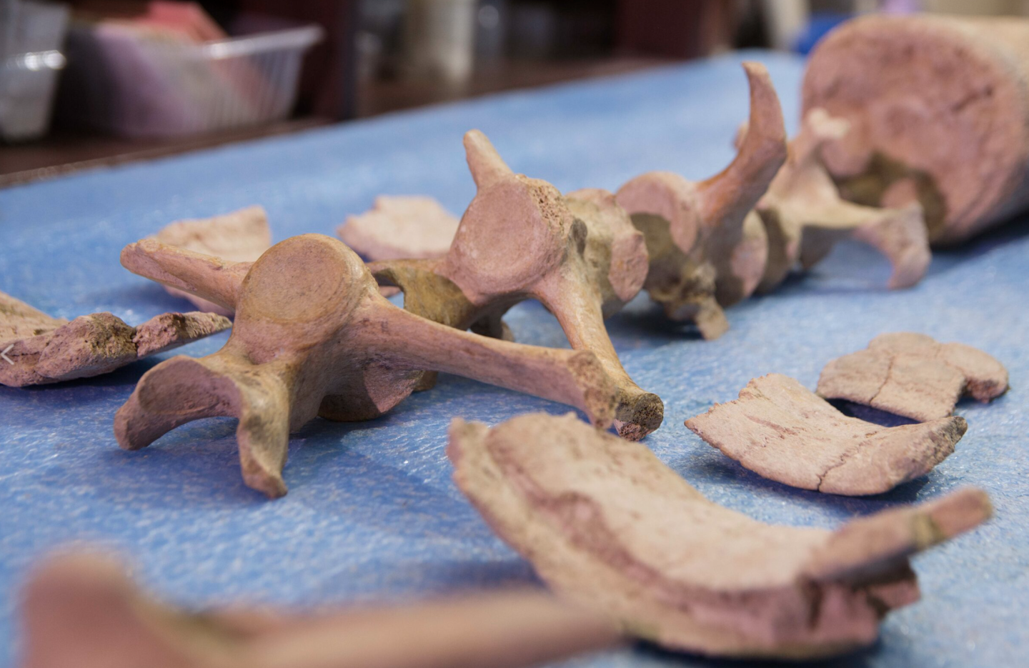 Los huesos mostraban las cicatrices reveladoras de los impactos de herramientas de piedra, lo que indicaba a los investigadores que fueron infligidas por humanos, no por los dientes de otro animal.