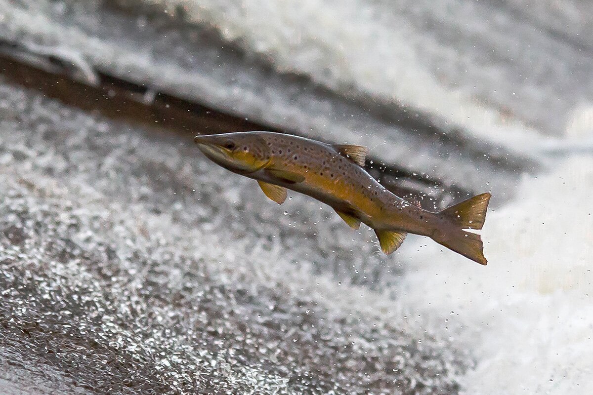 Cocaine-laced water can make fish unusually adventurous