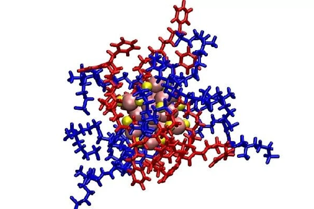 A molecular model of the new treatment package – the gold atoms (brown) can be seen in the center, surrounded by positively charged ligands (red) which are attracted to bacteria, and zwitterionic ligands (blue), which protect the host's cells
