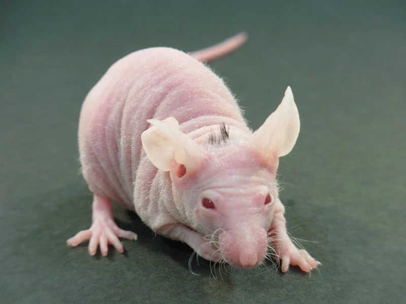 A previously hairless mouse following an implantation of bioengineered hair follicles recreated from adult tissue-derived stem cells - front view
