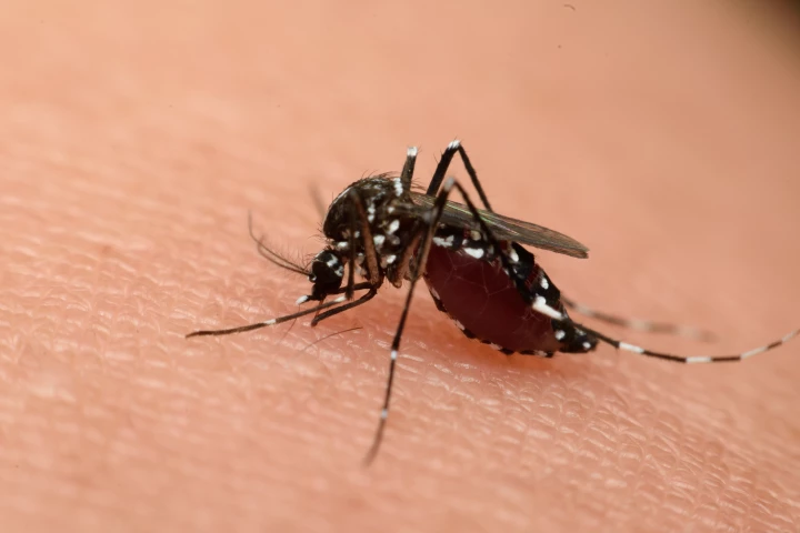 It was found some viruses enhance their chances of spreading to new hosts by making their current host express odor molecules that attract mosquitoes