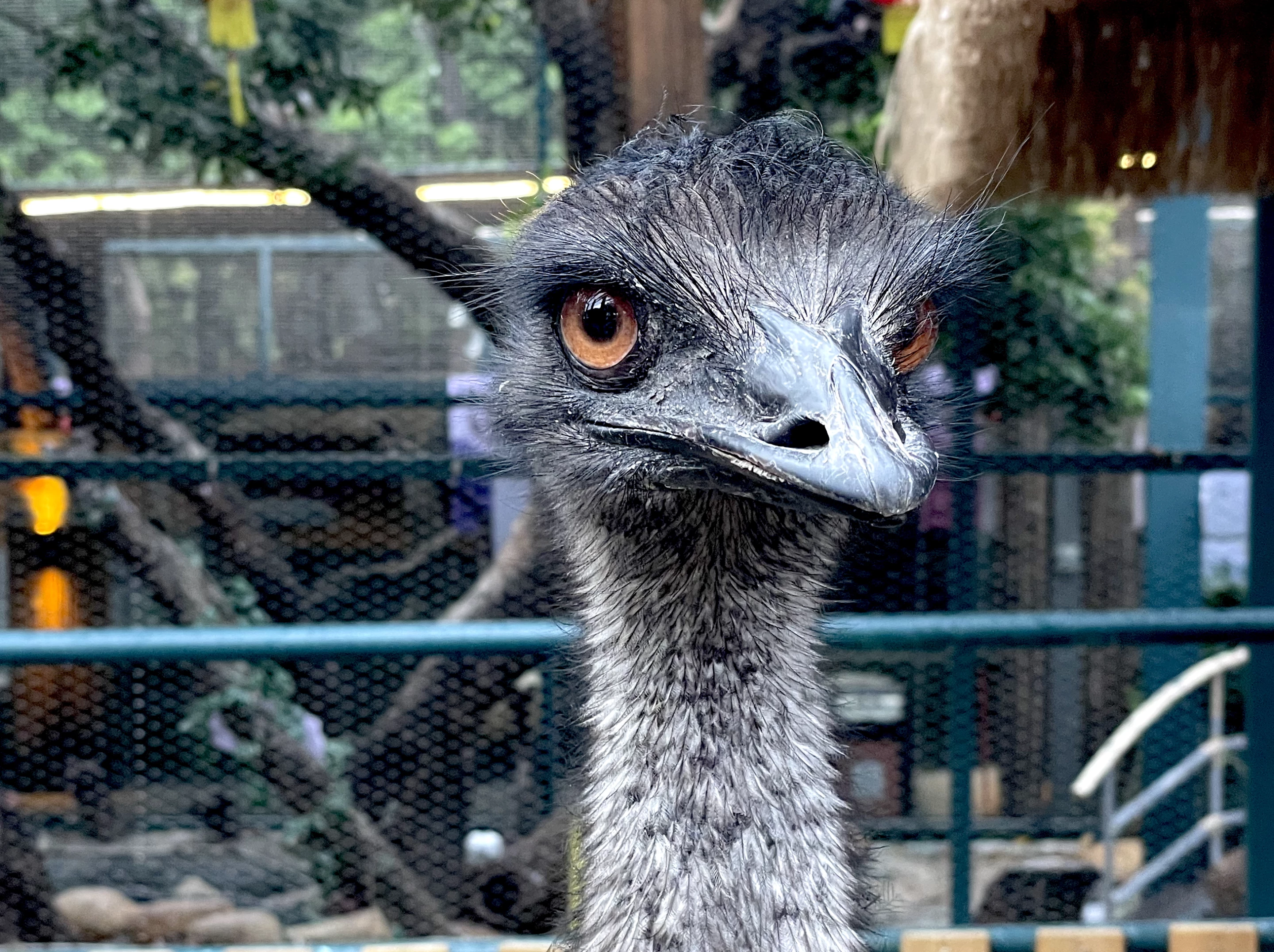 I may have as many questions as the emus as to how they ended up there
