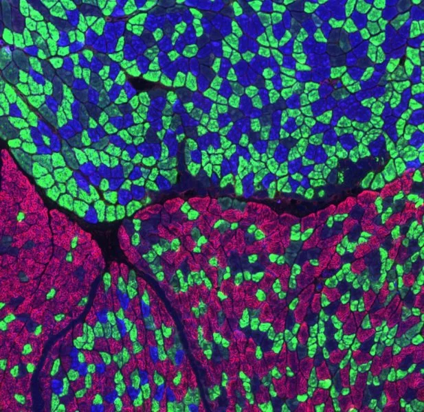 Researchers found that a chemical compound can provide some of the benefits of exercise to the muscles of mice without training - This image is a partial view of a mouse calf muscle stained for different types of muscle fibers: oxidative slow-twitch (blue), oxidative fast-twitch (green), glycolytic fast-twitch (red)