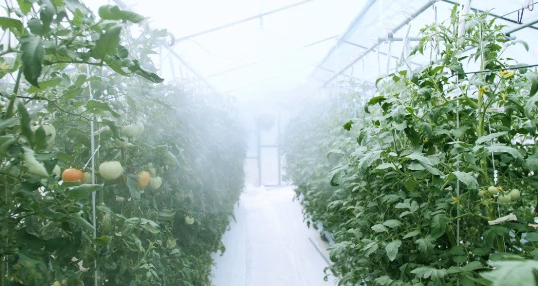 Tomatoes being grown inside the Asian Monsoon Plant Factory System