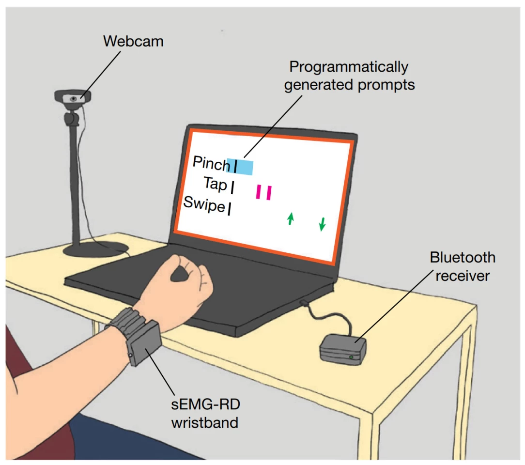 An illustration of the setup used to capture training data from a participant using the sEMG-RD wearable