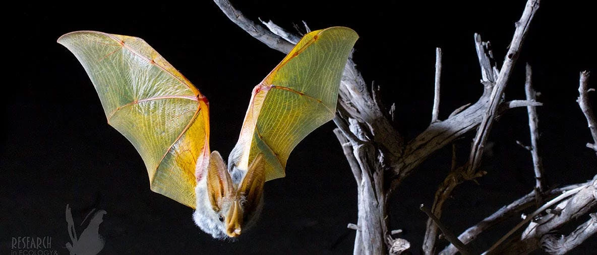 The GPS backpack was tested on bats in Northern Kenya