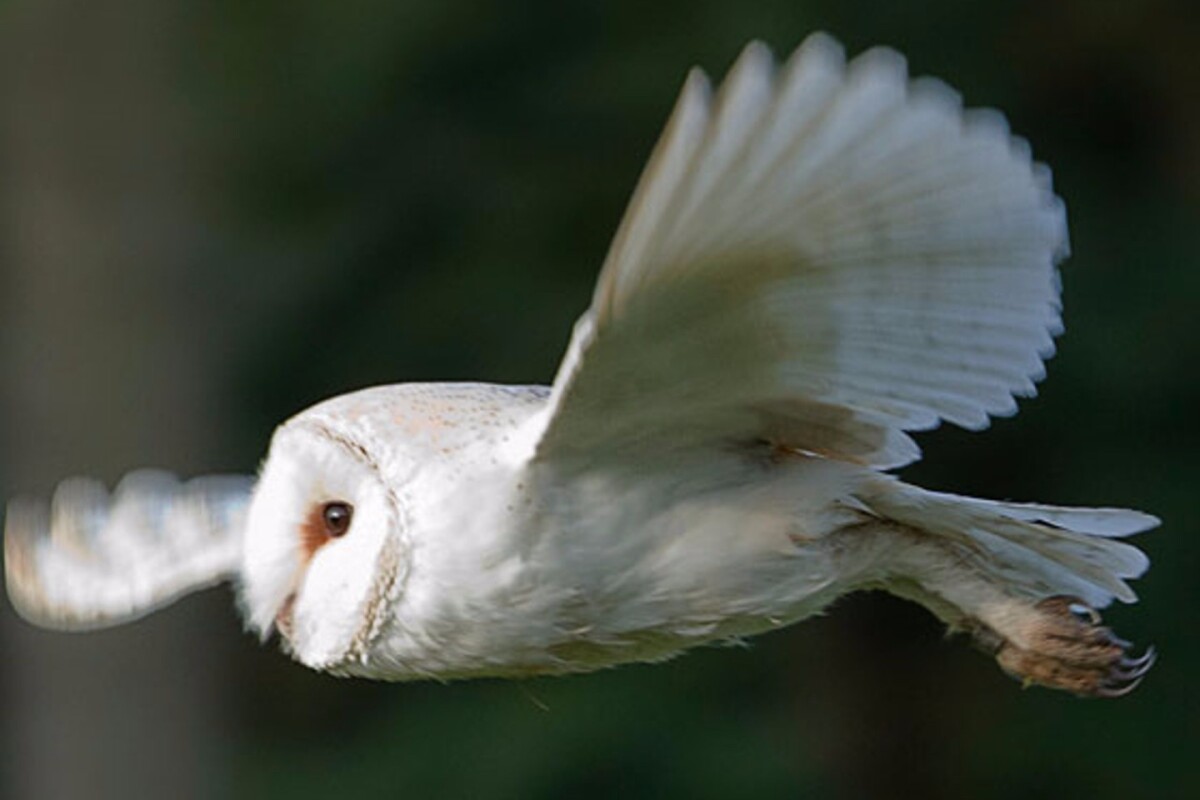 Owl wing structures could be the key to quieter air foils