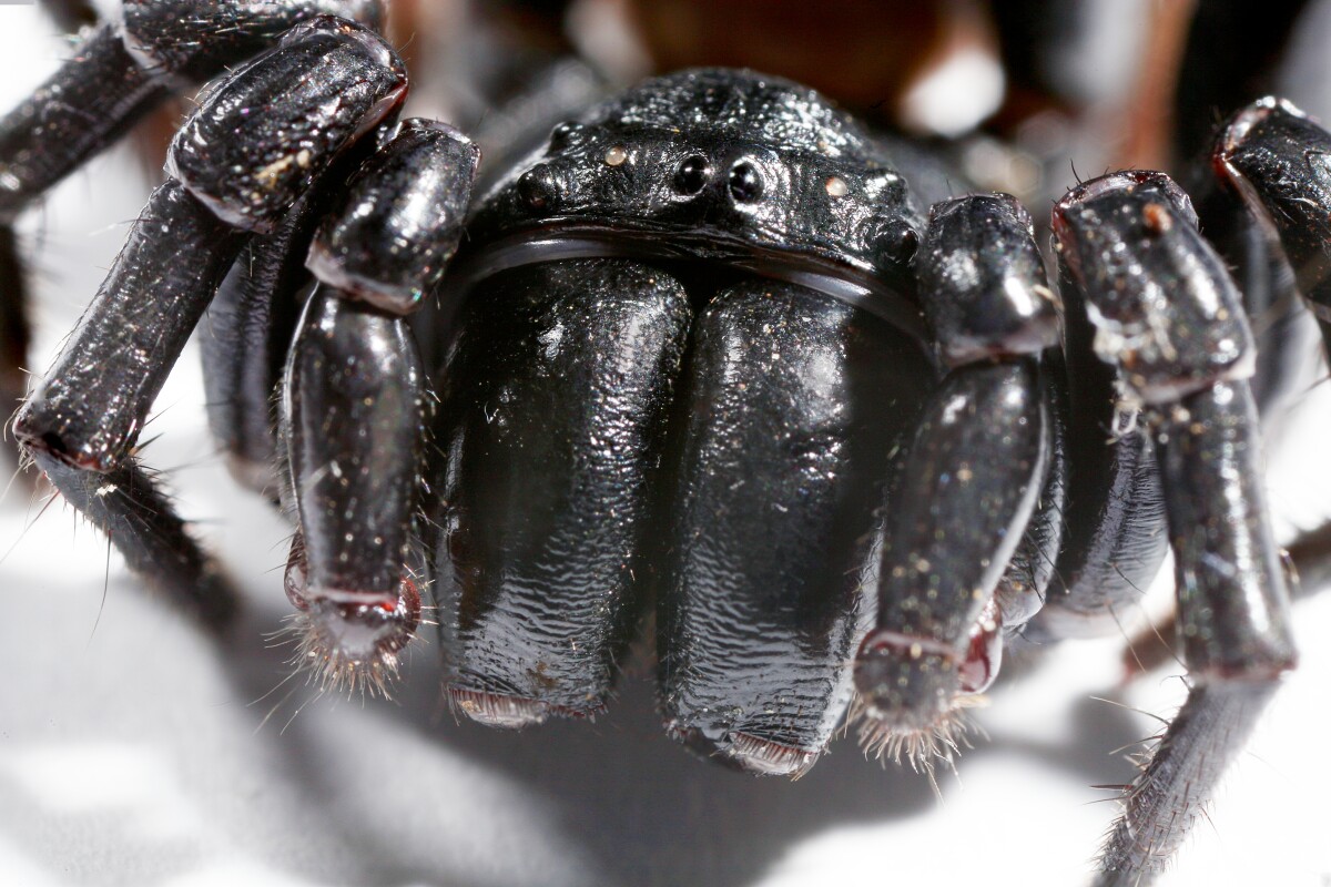 sydney funnel web spider predators