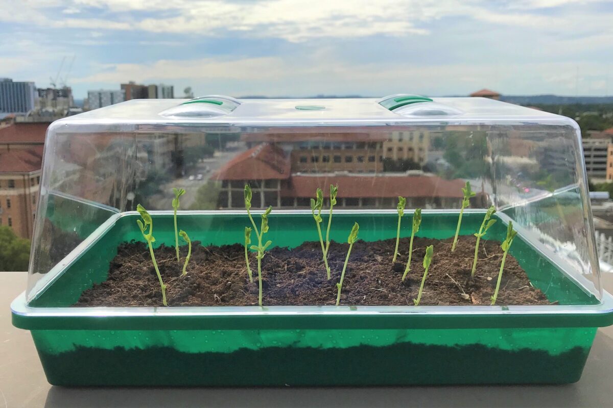 Radishes grow in the SMAG-soil, on the roof of the Cockrell School’s Engineering Teaching Center building at UT Austin