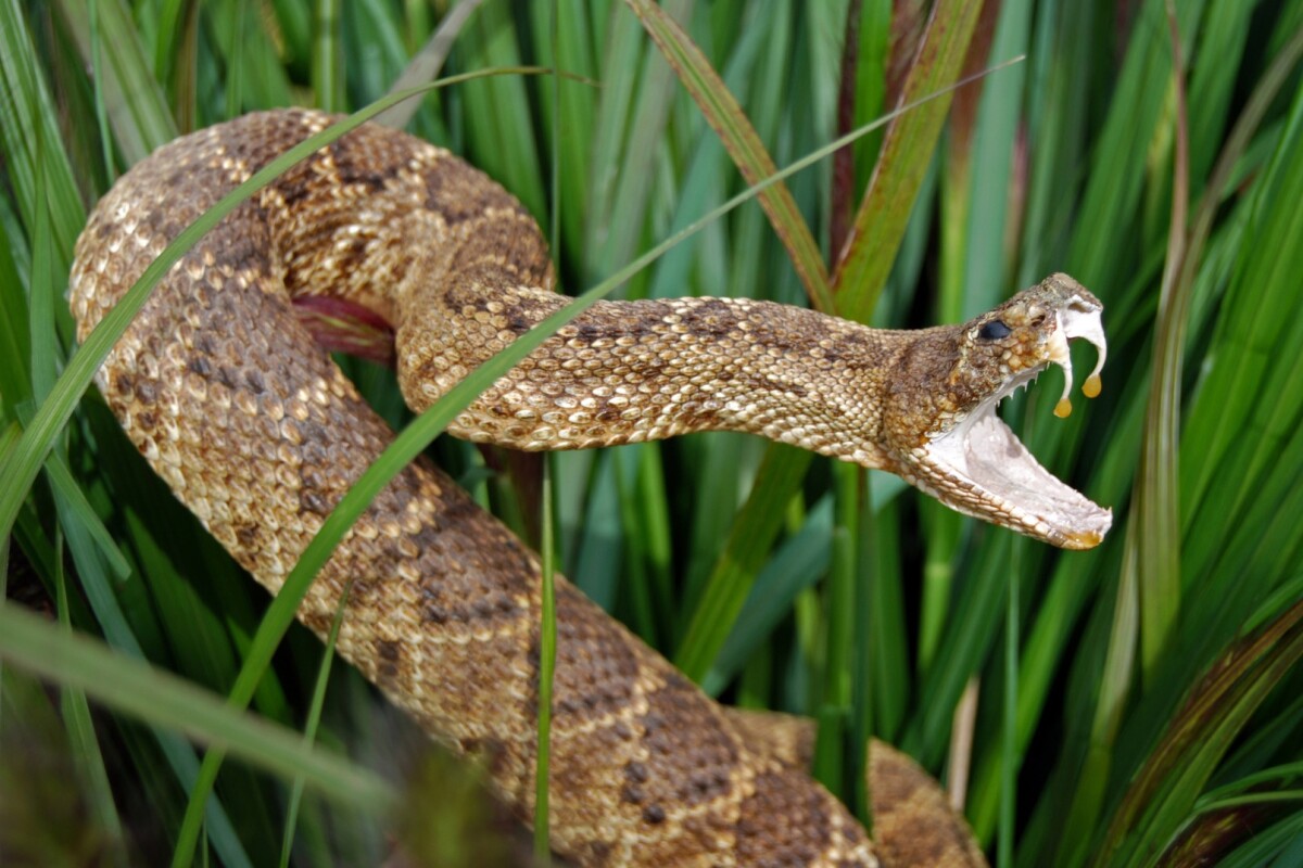 Rattlesnake venom extract helps strike back against superbugs
