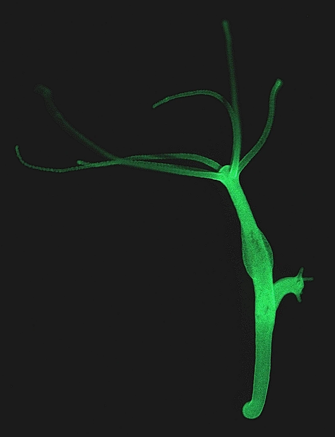 Dorian Gray move aside, scientists have discovered that the immortal hydra polyp might help produce advanced rejuvenation therapies for humans The tiny freshwater polyp hydra does not show any signs of aging (Photo: CAU/Fraune)
