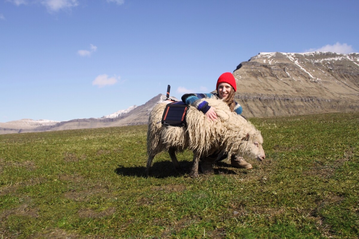 A special harness was designed in order to mount the camera on a sheep's back