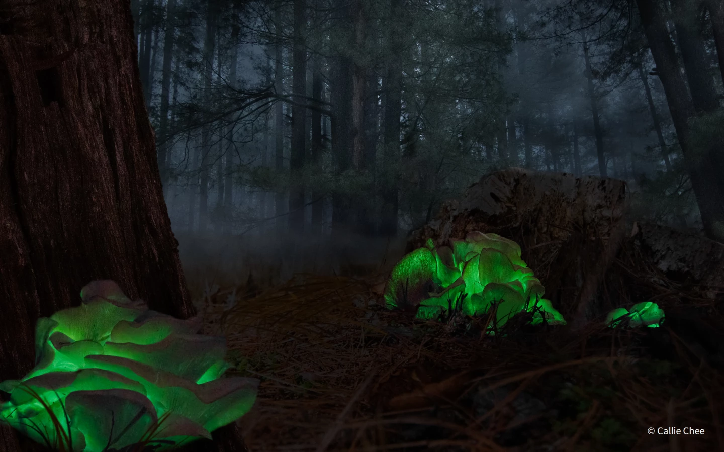 Winner - Botanical. Ghost Mushrooms. Ghost mushroom (Omphalotus nidiformis), Belanglo Forest, New South Wales. Canon 70D, Sigma Art, 30, f/3.2, ISO 6000