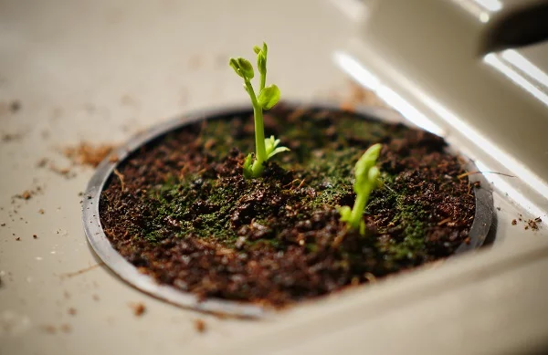 Green beans sprouting in winter (Photo: Natural News)